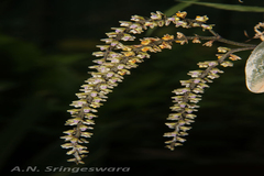 Xenikophyton smeeanum